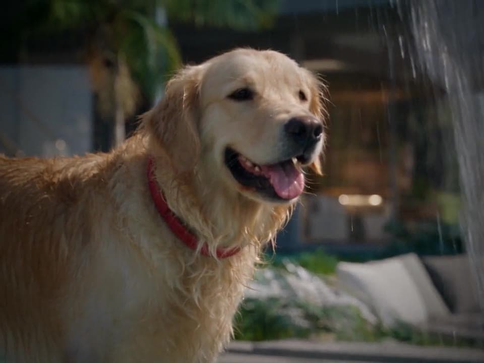 A wet golden retriever grinning beside a poolside waterfall. A moment from the A dog's day Story template.